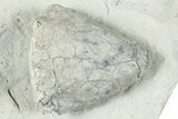 Fossil Crinoid (Eucalyptocrinus) Calyx - Indiana #252454-1